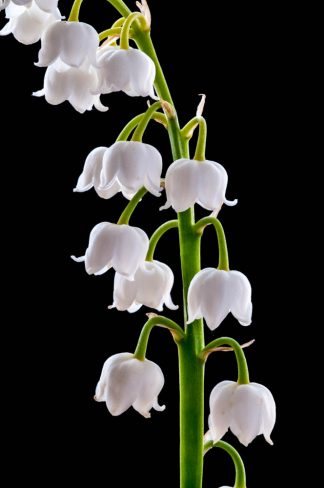 Lily of the Valley 2661