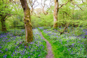 Bluebell Wood