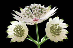 Astrantia