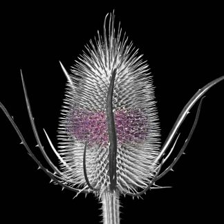 Teasel 2757