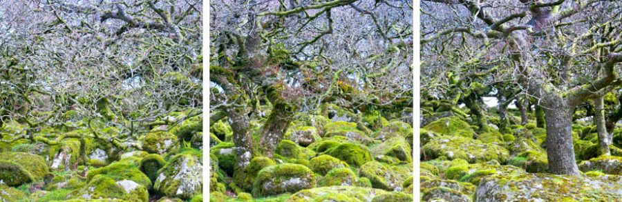 Wistman's wood triptych