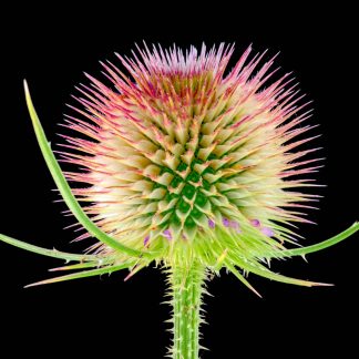 Teasel 2847
