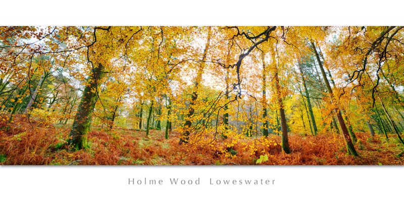 Holme Wood