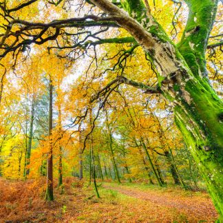 Holme Wood, Loweswater