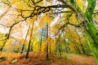 Holme Wood, Loweswater