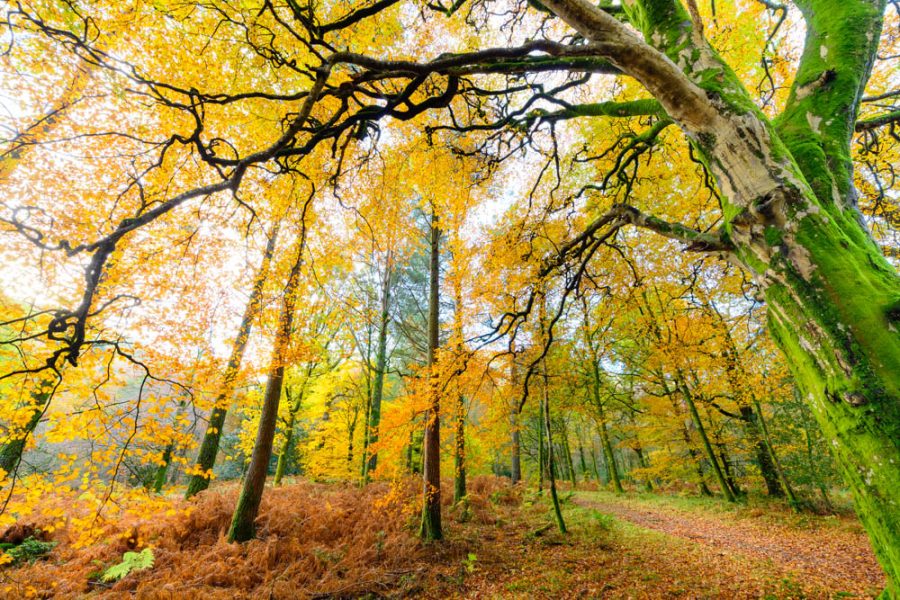 Holme Wood, Loweswater