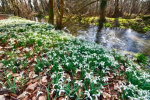 Snowdrops Welford Park 2870 Greetings Card