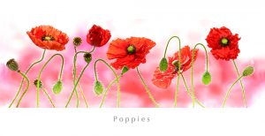 Poppies 2945 Panoramic Greetings Card