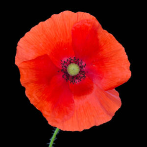 Poppy