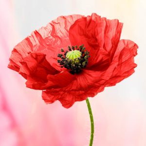 Poppy 2986 Small Square Greetings Card