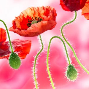 Poppy 2987 Small Square Greetings Card