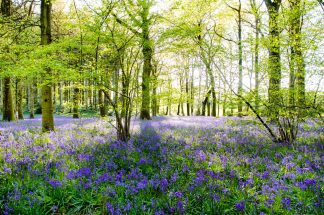 Bluebell Wood 2990