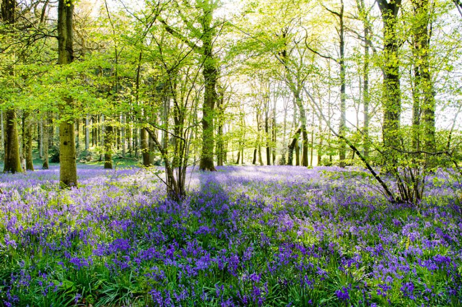 Bluebell Wood 2990