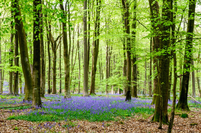 Micheldever Bluebell Wood 2992 | Andy Small