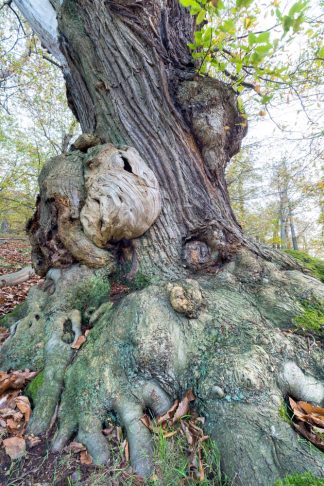 Sweet Chestnut, Knole Park 2994