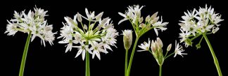 Wild Garlic 3036