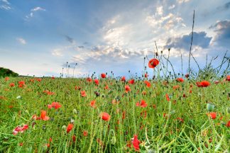 Poppy Field 3038