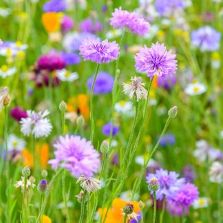 Cornflowers Large Square greetings card