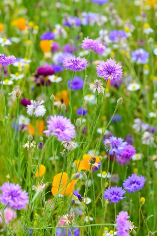 Cornflowers 3041