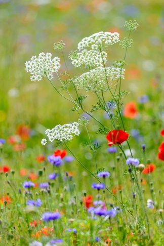 Wild Flower Meadow Wisley