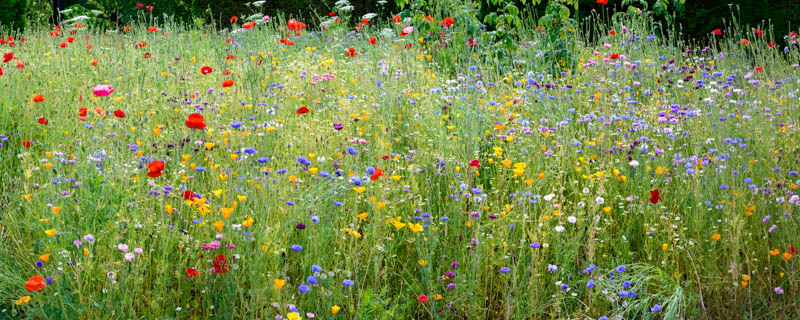 Wisley Wild Flower Meadow