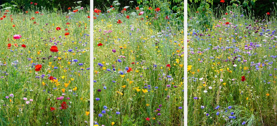 Wisley Wild Flower Meadow