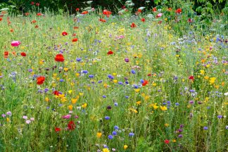 Wildflower meadow at Wisley 3056