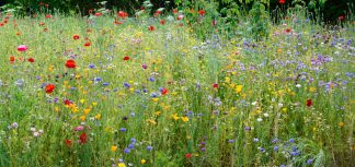 Wisley wild flower meadow 3056 panoramic