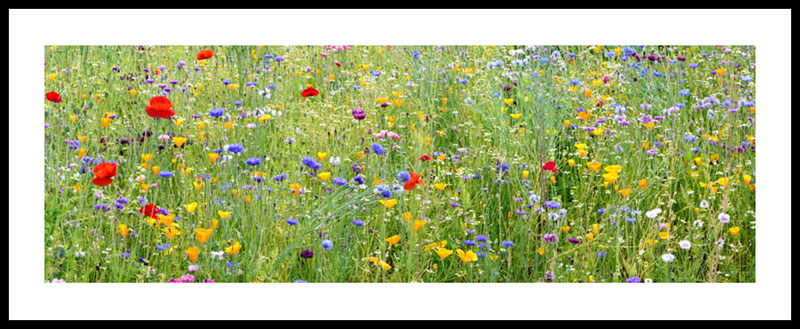 Wild Flower Meadow Wisley