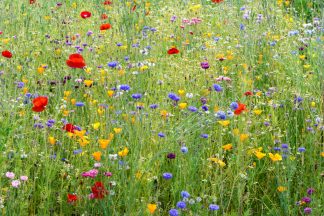 Wild Flower Meadow Wisley