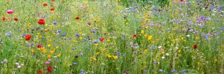 Wisley wild flower meadow 3057 panoramic