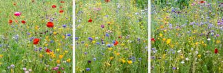 Wisley wild flower meadow 3057Triptych