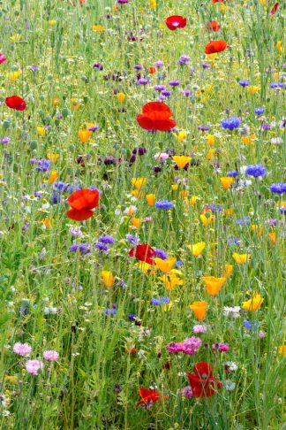 Wisley Wild Flower Meadow
