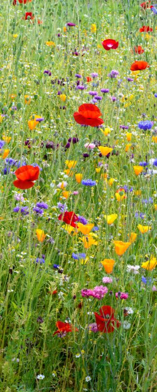 Wisley wild flower meadow 3058 panoramic