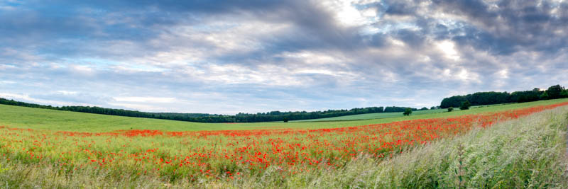 Poppy Field Panoramic