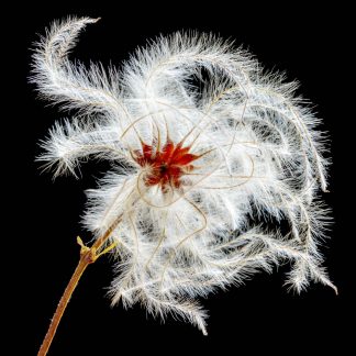 Old Man's Beard 3341