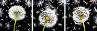 Dandelions Triptych