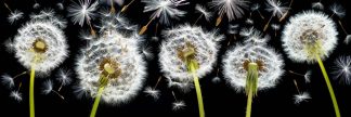 Dandelions 3397