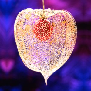 Chinese Lantern Greeting Card