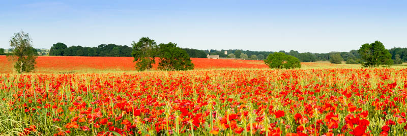 Poppy Field Cotswolds Panoramic