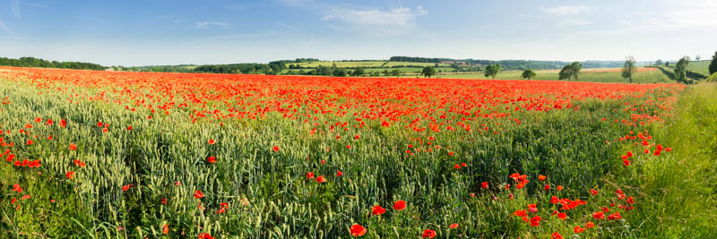 Poppy Field Cotswolds Panoramic