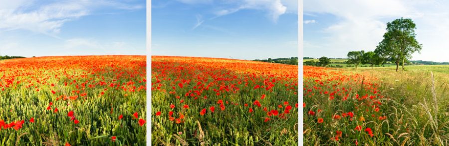 Poppy field the cotswolds 4022