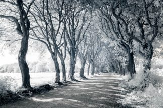 Tree Avenue Norfolk