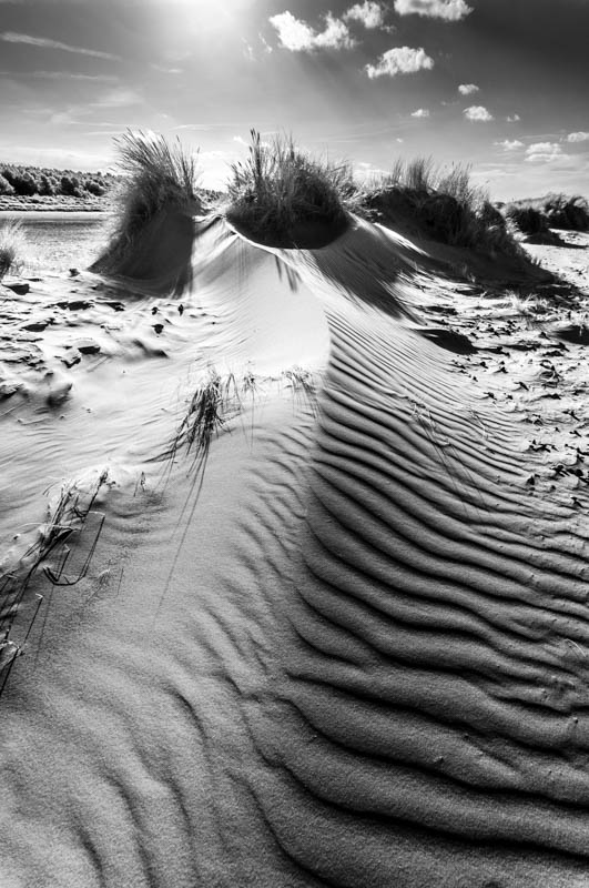 Wells-next-the-Sea, Sand Dunes 4037