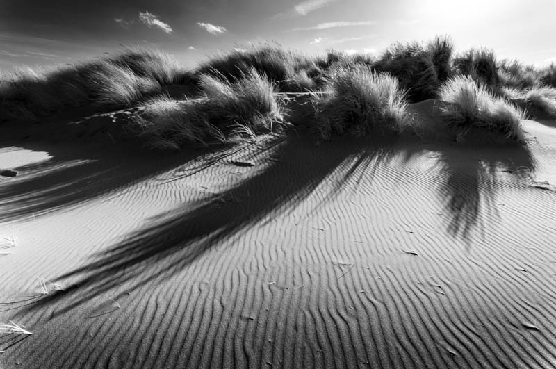 Wells-next-the-Sea, Sand Dunes 4038