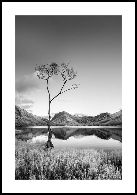 Buttermere, the lone tree 4064