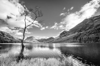 Buttermere, the lone tree 4067