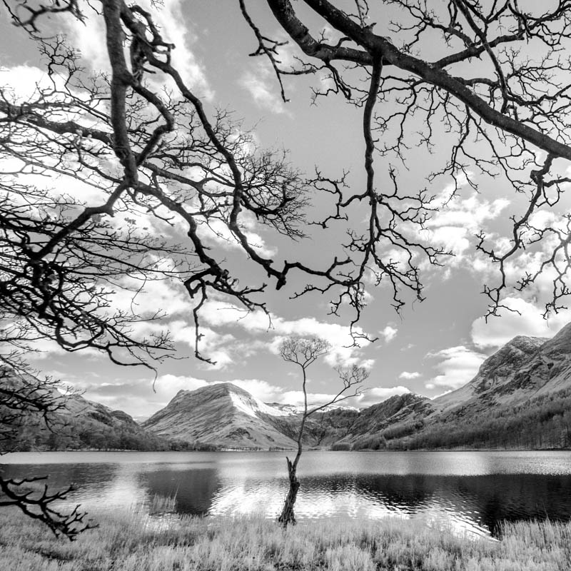 Buttermere the lone tree 4074