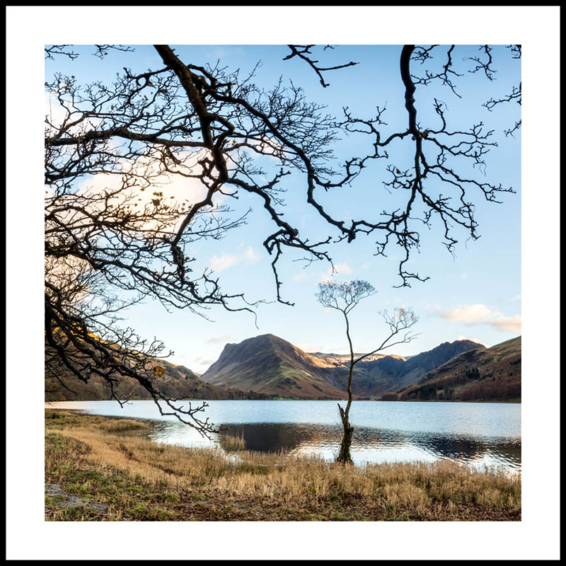 Buttermere the lone tree 4077