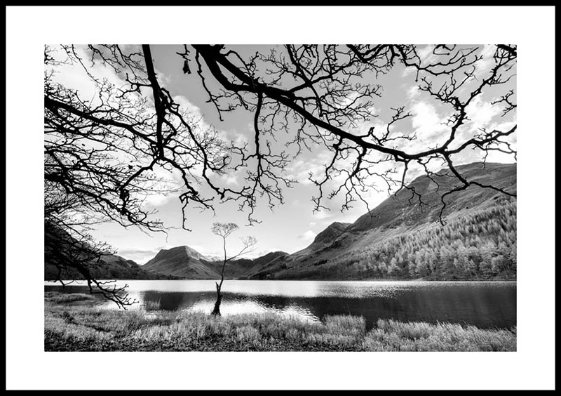Buttermere, the lone tree 4081